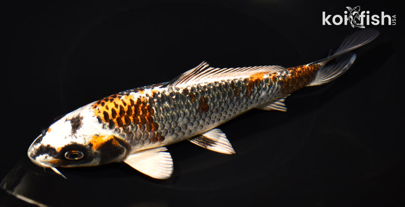 8.25" BENI GINGA