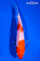 5.25" KOHAKU