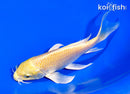 5.5" YAMABUKI OGON BUTTERFLY