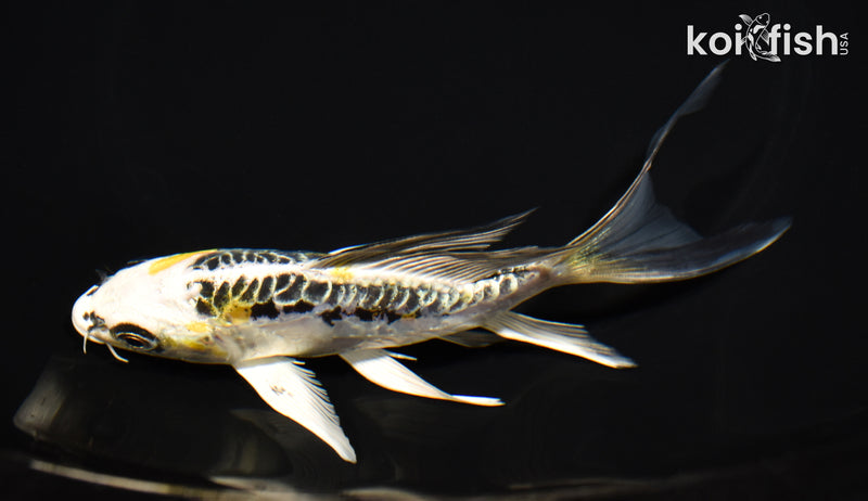 5.75" KIN KIKOKURYU BUTTERFLY