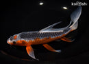 9.5" HI ASAGI BUTTEFLY