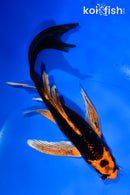 5.5" ORENJI MATSUBA BUTTERFLY