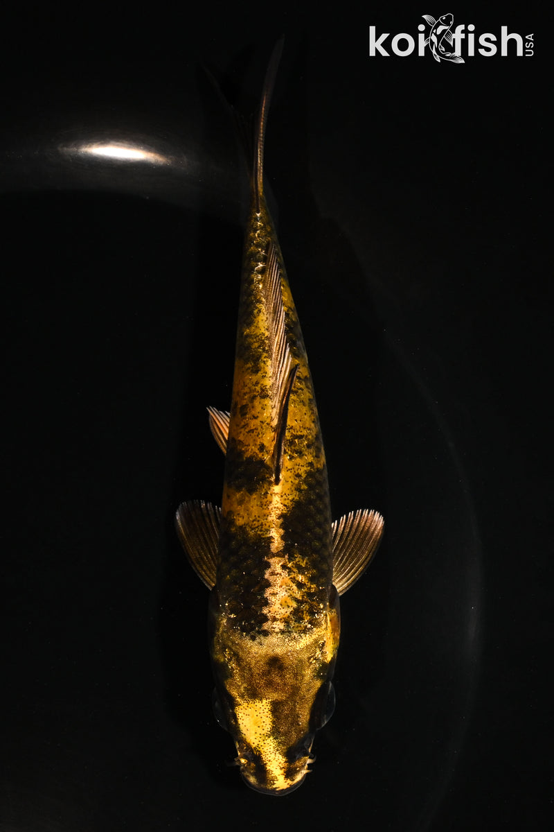 5" KIN KI UTSURI