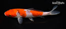6.5" GOSHIKI