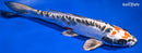 9.75" BENI KIKOKURYU