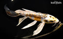 9.75" KIN KIKOKURYU BUTTERFLY