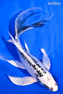 7.5" DOITSU GIN MATSUBA BUTTERFLY