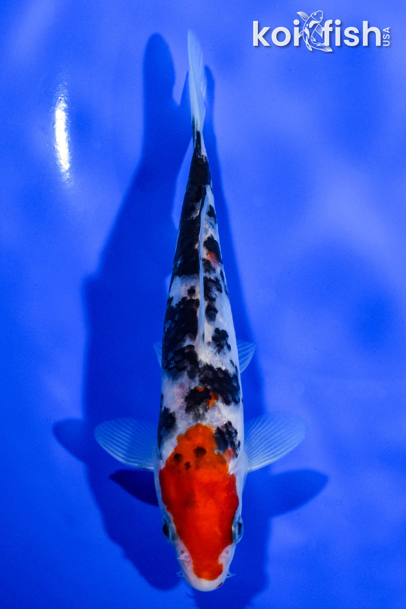 6.5" SANKE