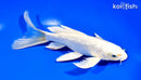7.25" GINRIN PLATINUM OGON BUTTERFLY