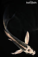 5.25" GINGA BUTTERFLY