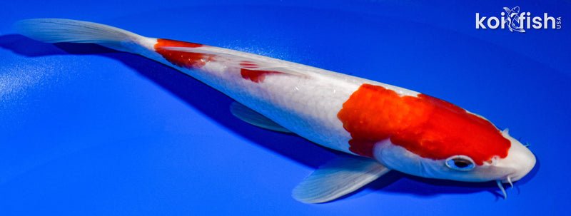 8.5" KOHAKU