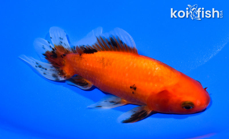5.75" CALICO WAKIN GOLDFISH