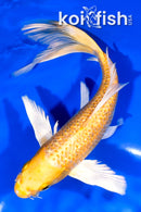 8" GINRIN YAMABUKI OGON BUTTERFLY