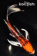 8.5" BENI KIKOKURYU BUTTERFLY