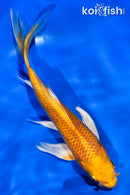 5.5" ORENJI OGON BUTTERFLY