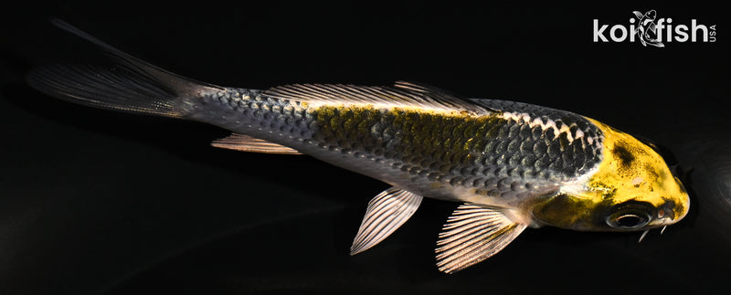 4.25" KI GINGA