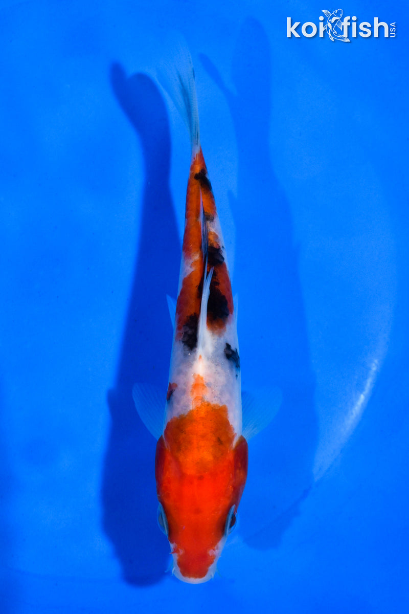 5" SANKE