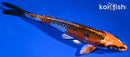 6.75" KUJAKU