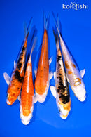 PACK OF (5) 4-5" STANDARD KOI