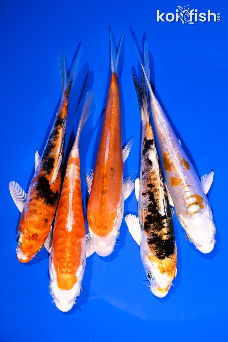 PACK OF (5) 4-5" STANDARD KOI