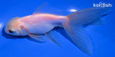 4.75" ORANDA GOLDFISH