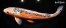12.75" HI SHUSUI