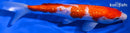 7.25" GINRIN KOHAKU
