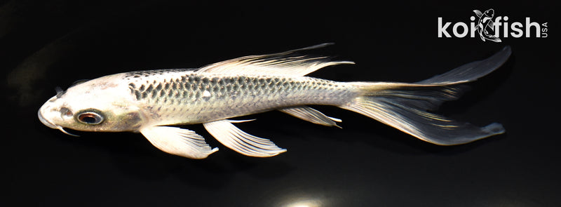 7.25" GIN MATSUBA BUTTERFLY