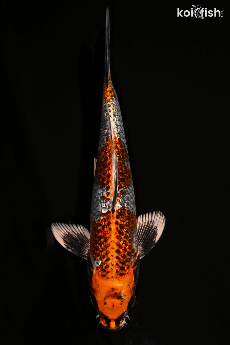 Kujaku Koi for Sale | Buy Kujaku Koi Online | Koi Fish USA – Page 3