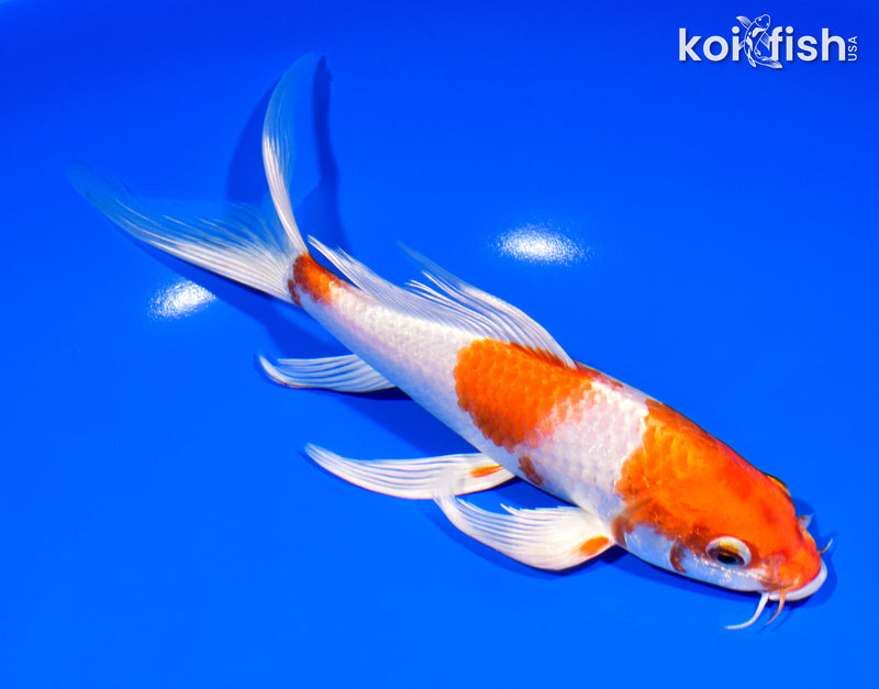 8" HARIWAKE BUTTERFLY