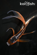 4.5" HI SHUSUI BUTTERFLY