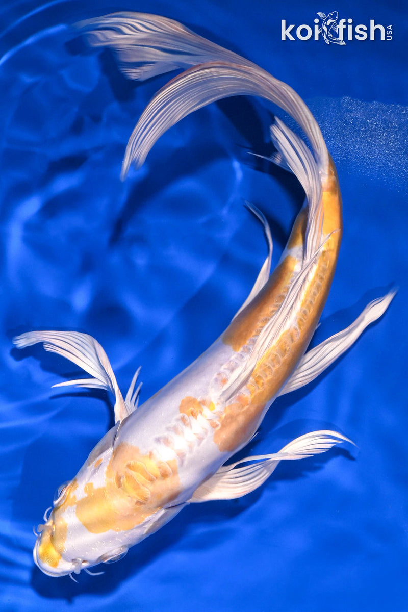 Yellow Koi Fish for Sale | Koi Fish USA – Page 3