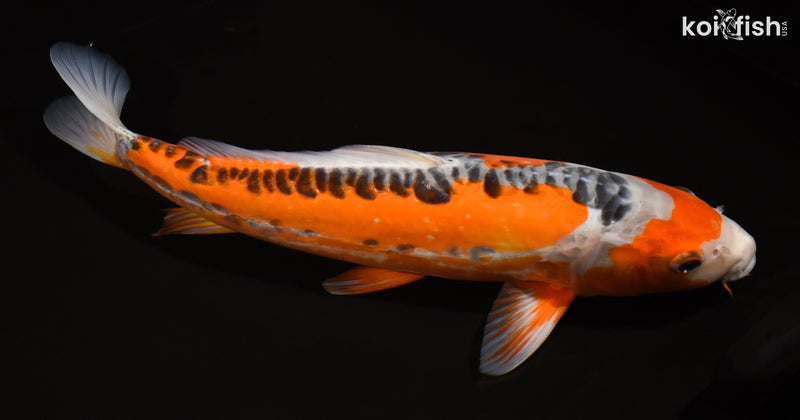 15" HI SHUSUI