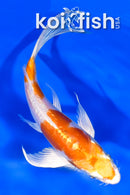 5.75" KIKUSUI BUTTERFLY