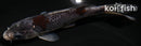 5.5" BENI MATSUKAWABAKE