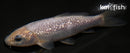 4.25" GINRIN SORAGOI