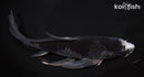 9.75" OCHIBA SHIGURE BUTTERFLY