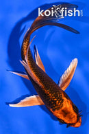 5.25" KIN ORENJI MATSUBA BUTTERFLY