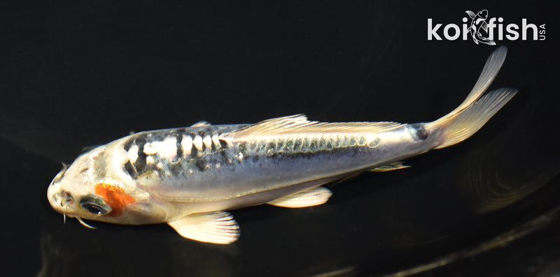5.5" BENI KIKOKURYU