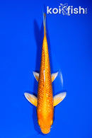 6.5" GINRIN ORENJI OGON