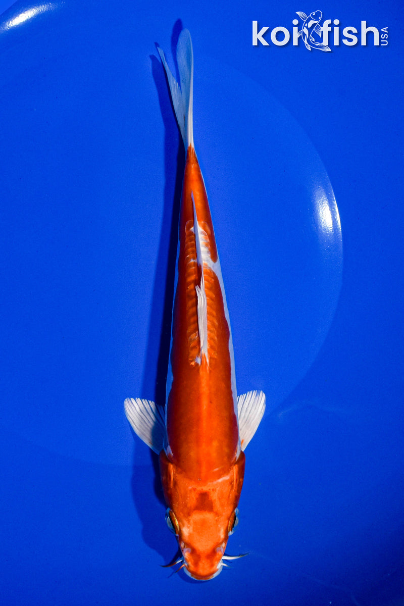 7.25" KIKUSUI