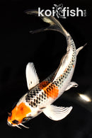 6.5" KUJAKU BUTTERFLY