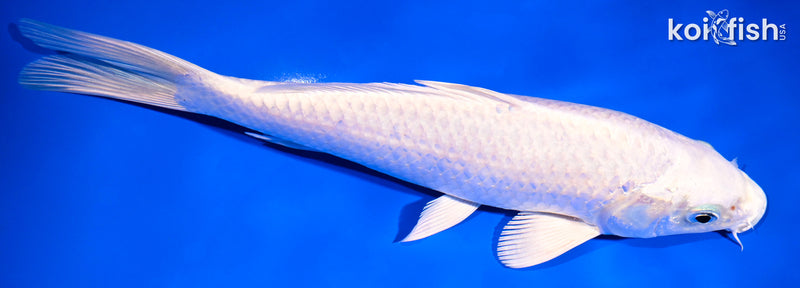 9.25" PLATINUM OGON