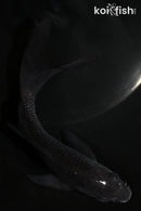 5.75" SORAGOI BUTTERFLY