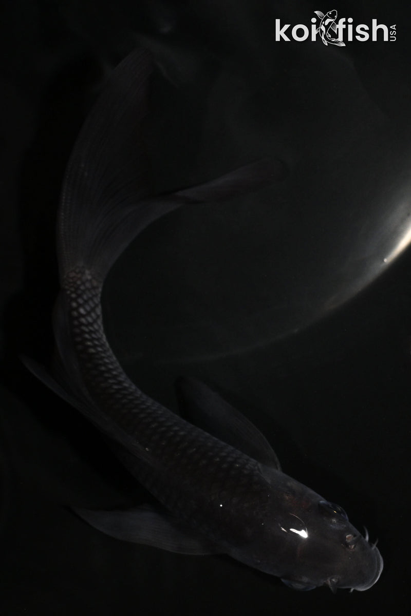 5.75" SORAGOI BUTTERFLY