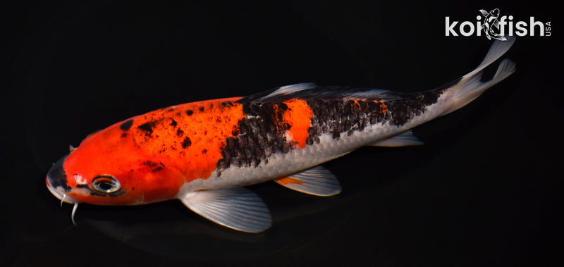 8.25" GOSHIKI