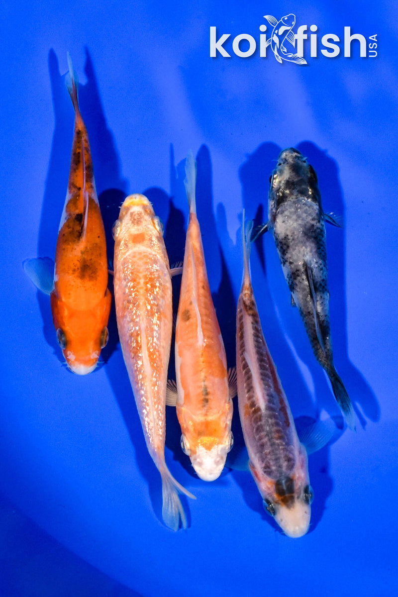 PACK OF (5) 3.5"-3.75" STANDARD KOI