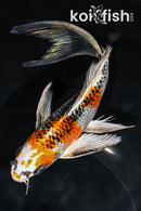 8.25" KUJAKU BUTTERFLY