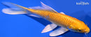 6.5" YAMABUKI OGON BUTTERFLY