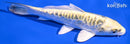 5.75" KIN KIKOKURYU